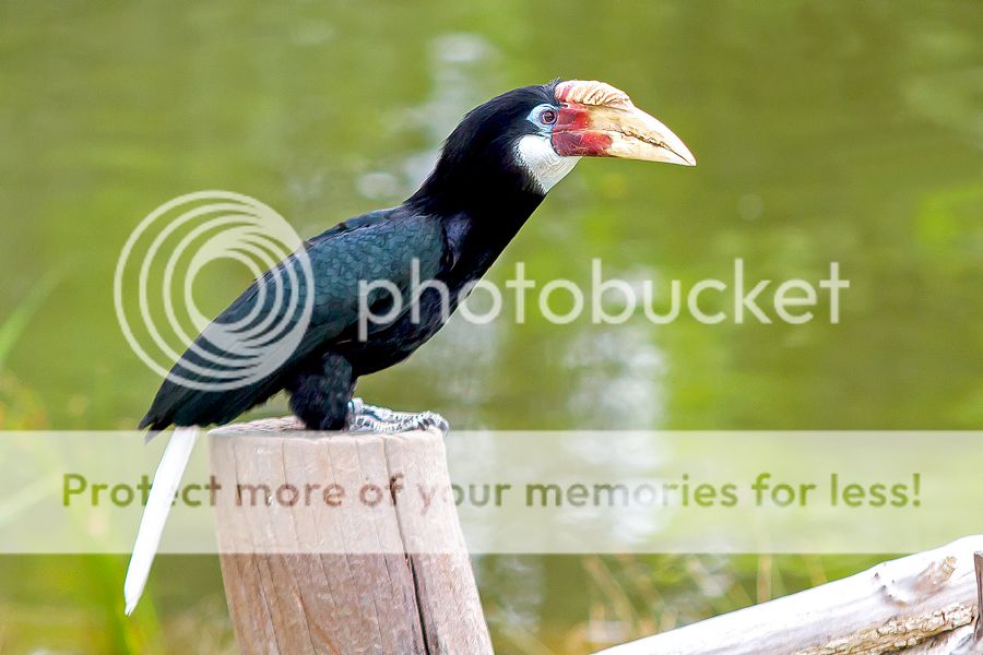 Fotografie