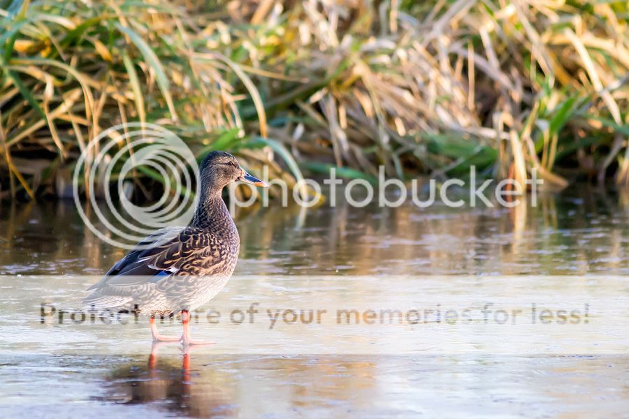 Fotografie