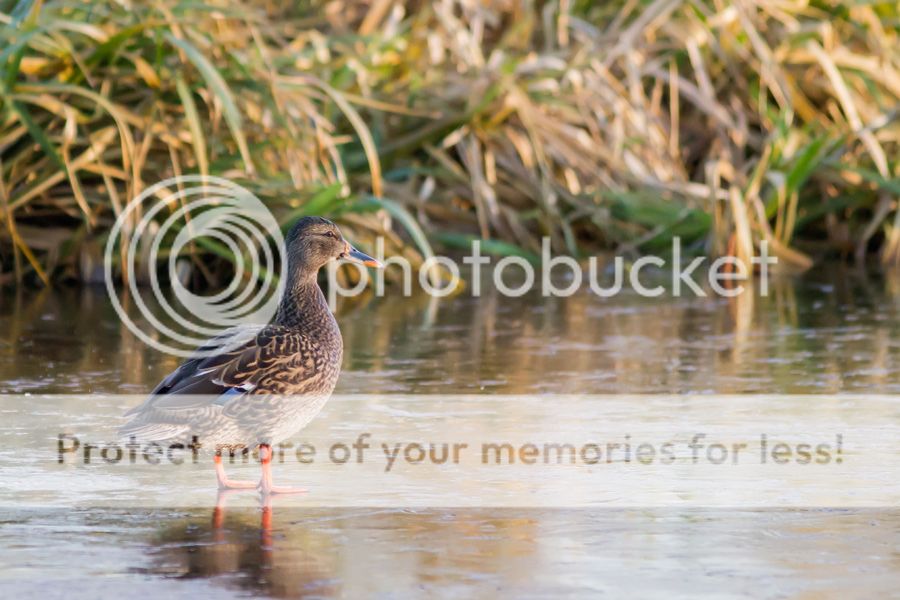 Fotografie