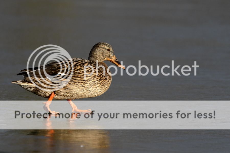 Fotografie