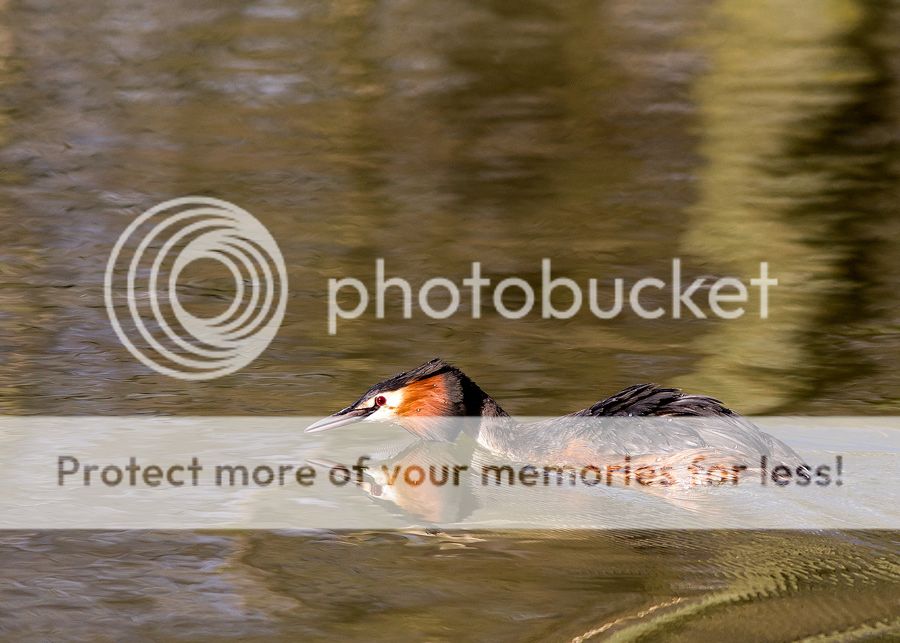 Fotografie