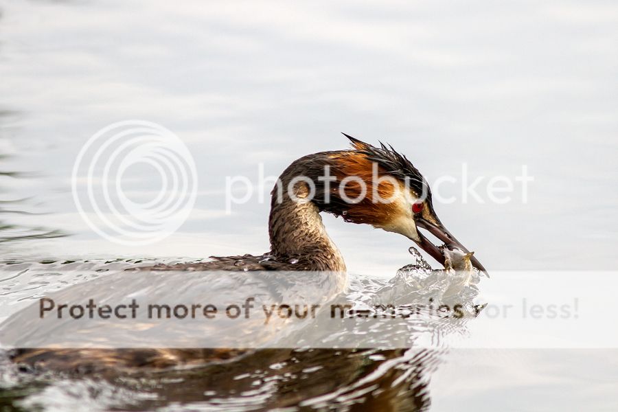 Fotografie
