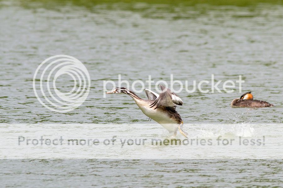 Fotografie