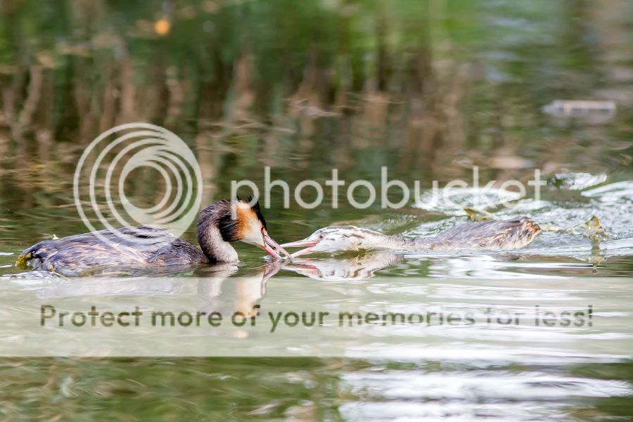 Fotografie
