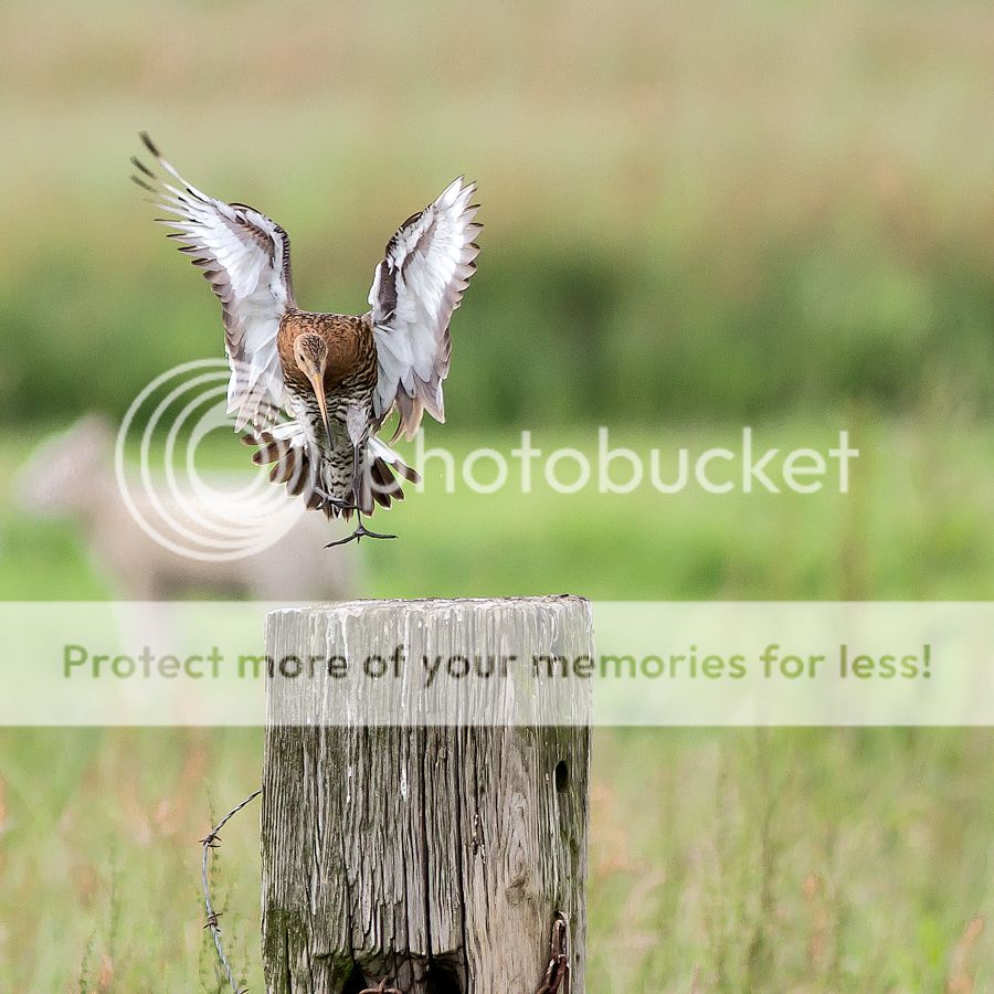 Fotografie
