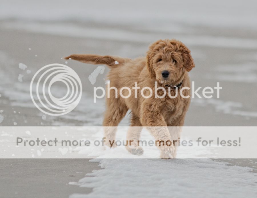 Fotografie