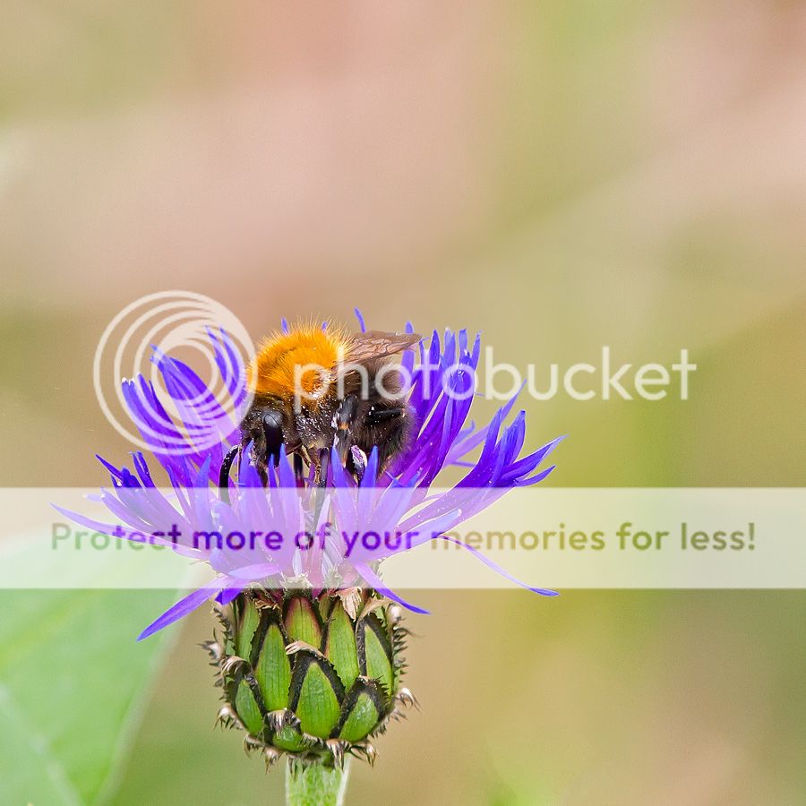 Fotografie