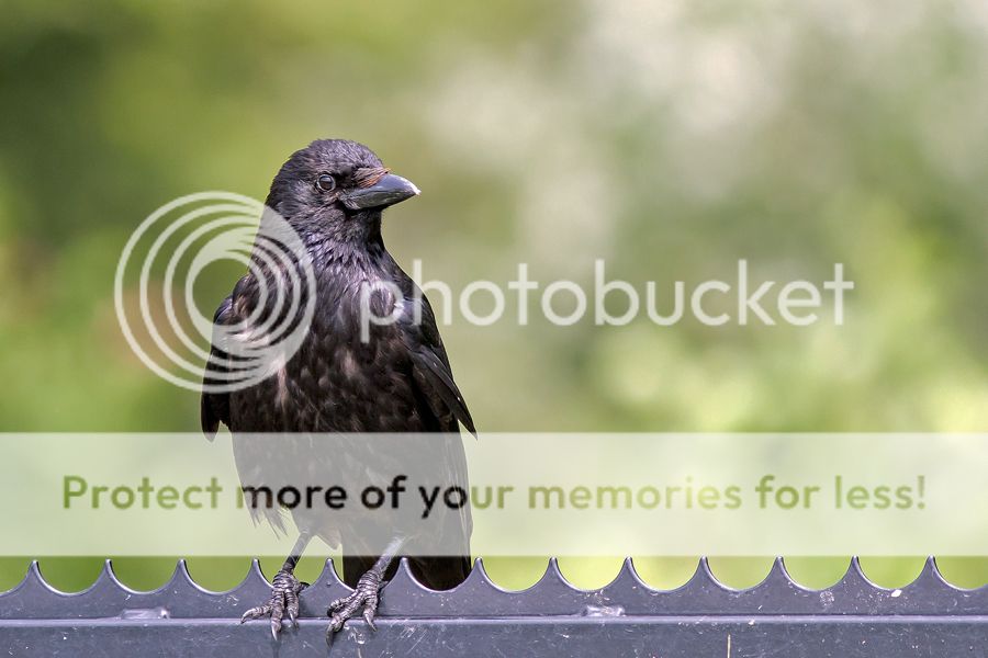Fotografie