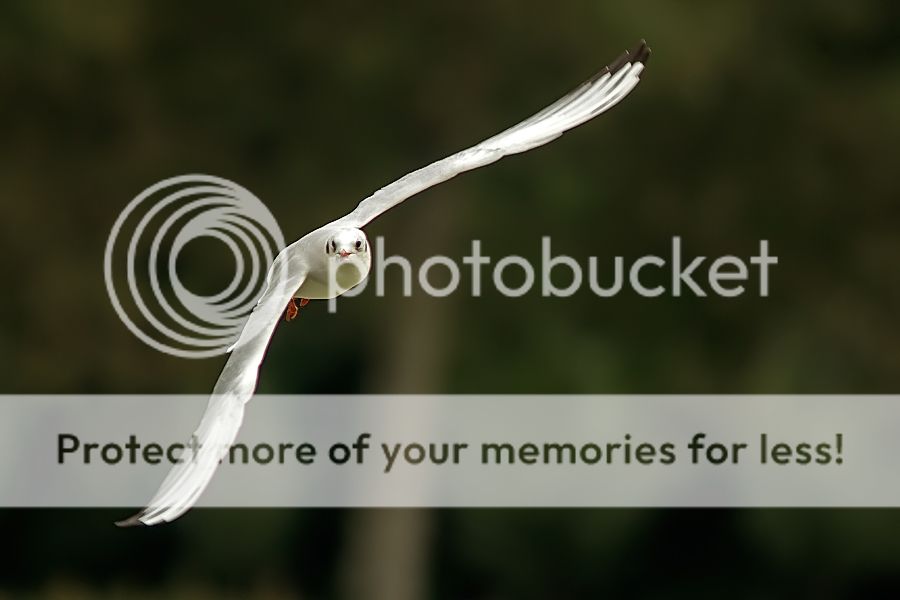 Fotografie