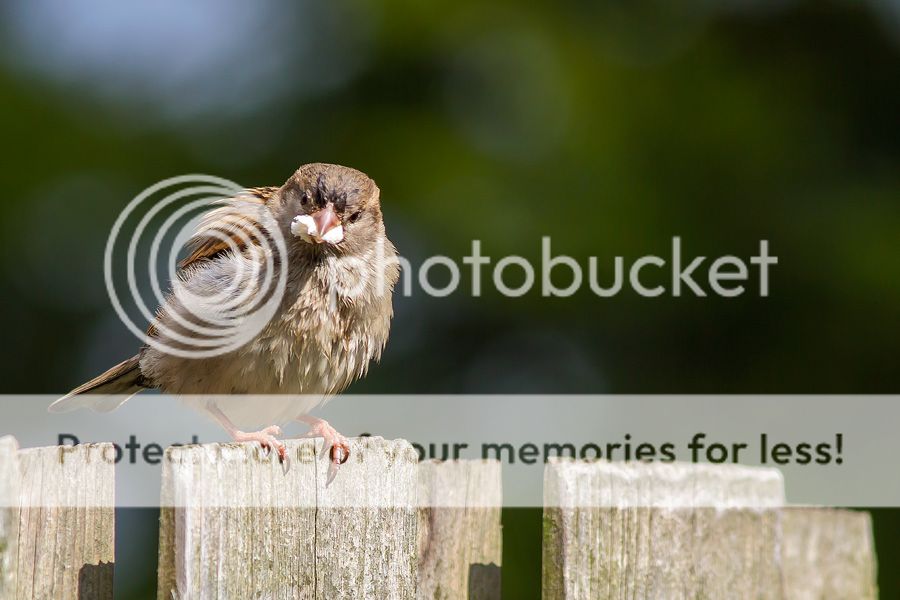 Fotografie