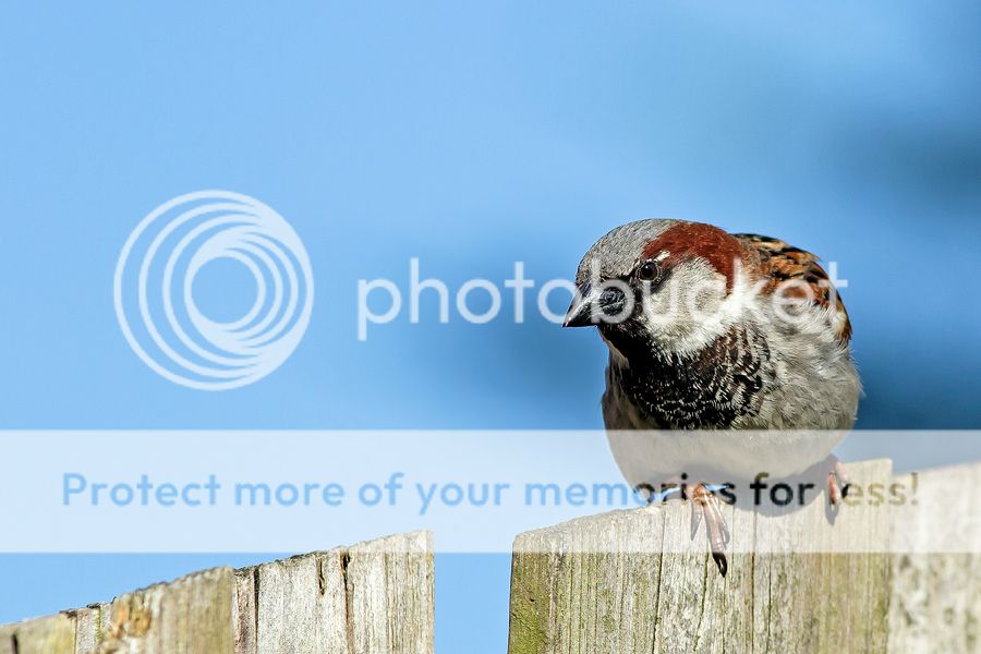 Fotografie