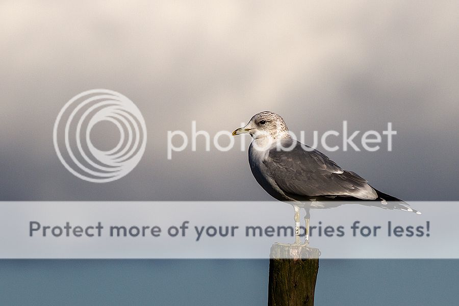Fotografie