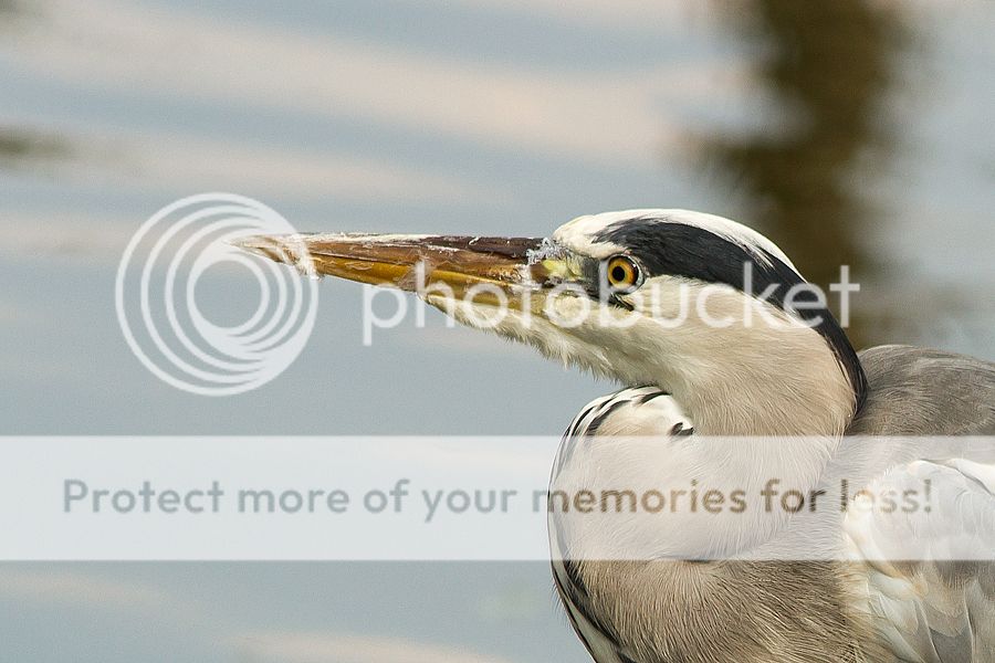 Fotografie