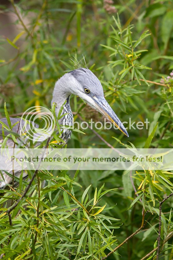 Fotografie