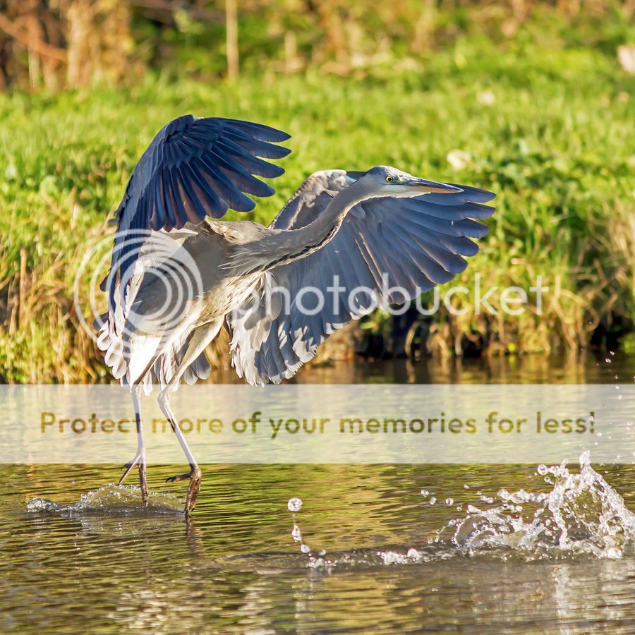 Fotografie