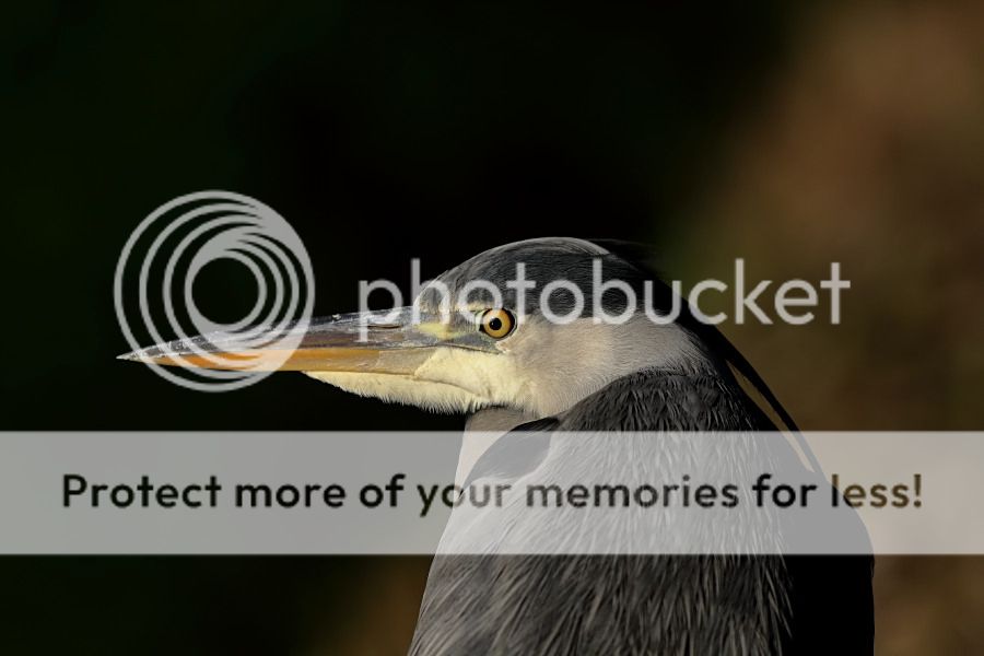 Fotografie