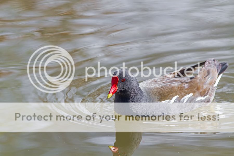 Fotografie