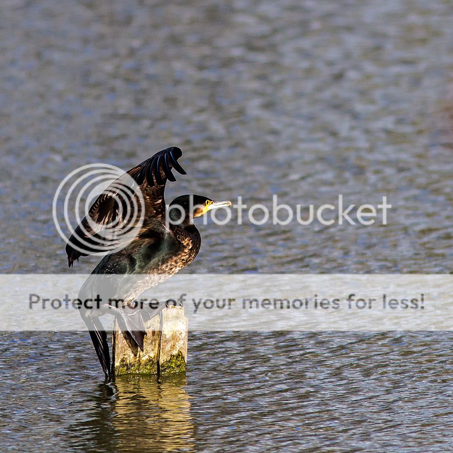 Fotografie