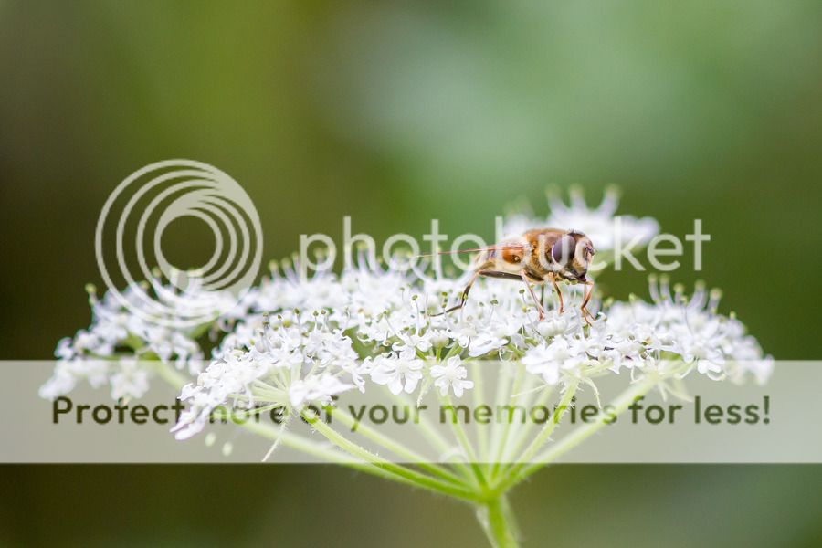 Fotografie