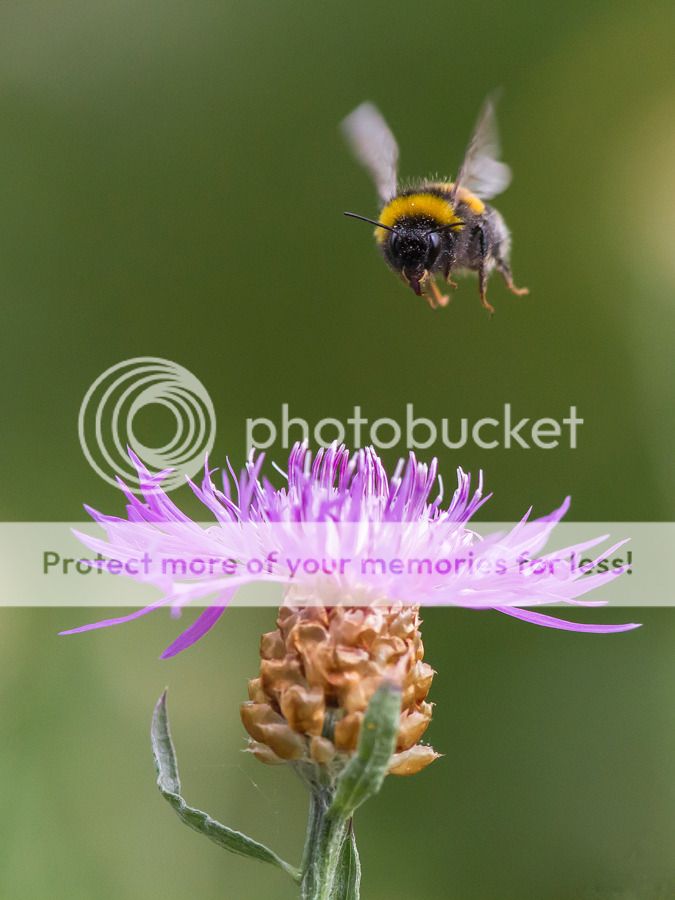 Fotografie