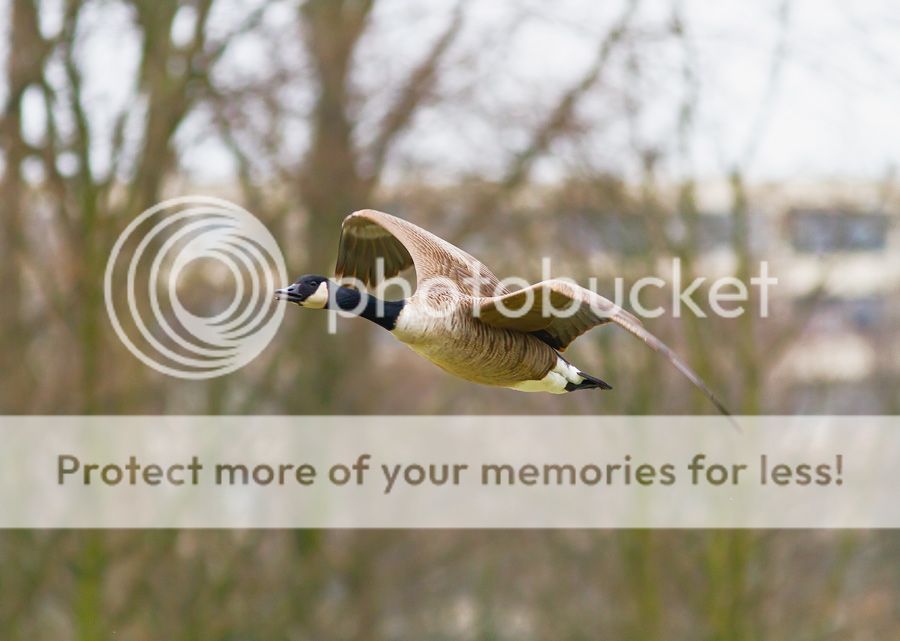 Fotografie