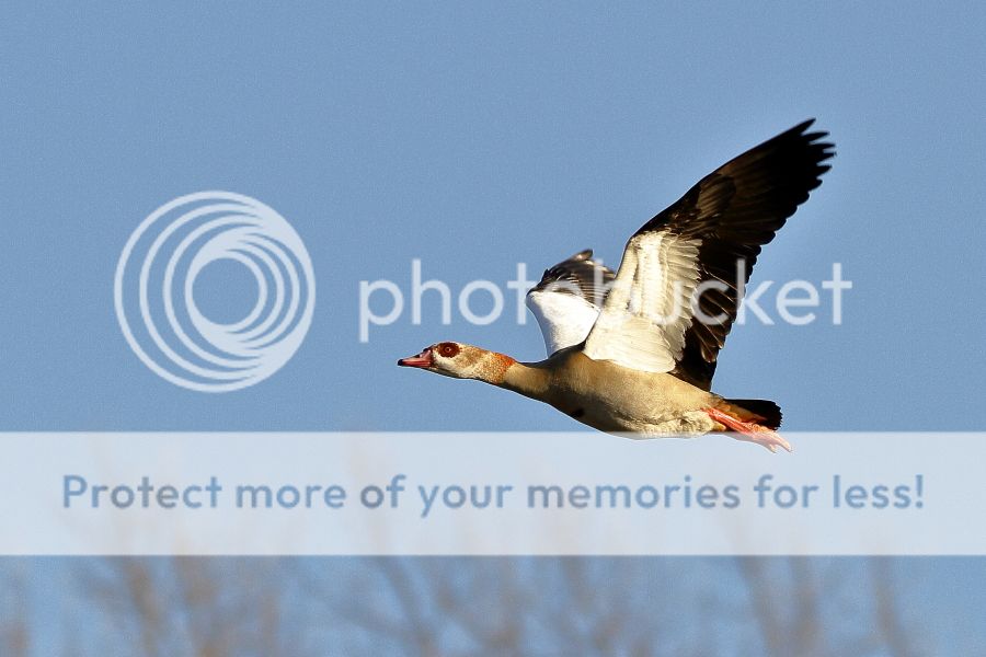 Fotografie