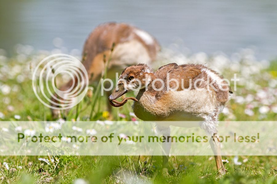 Fotografie