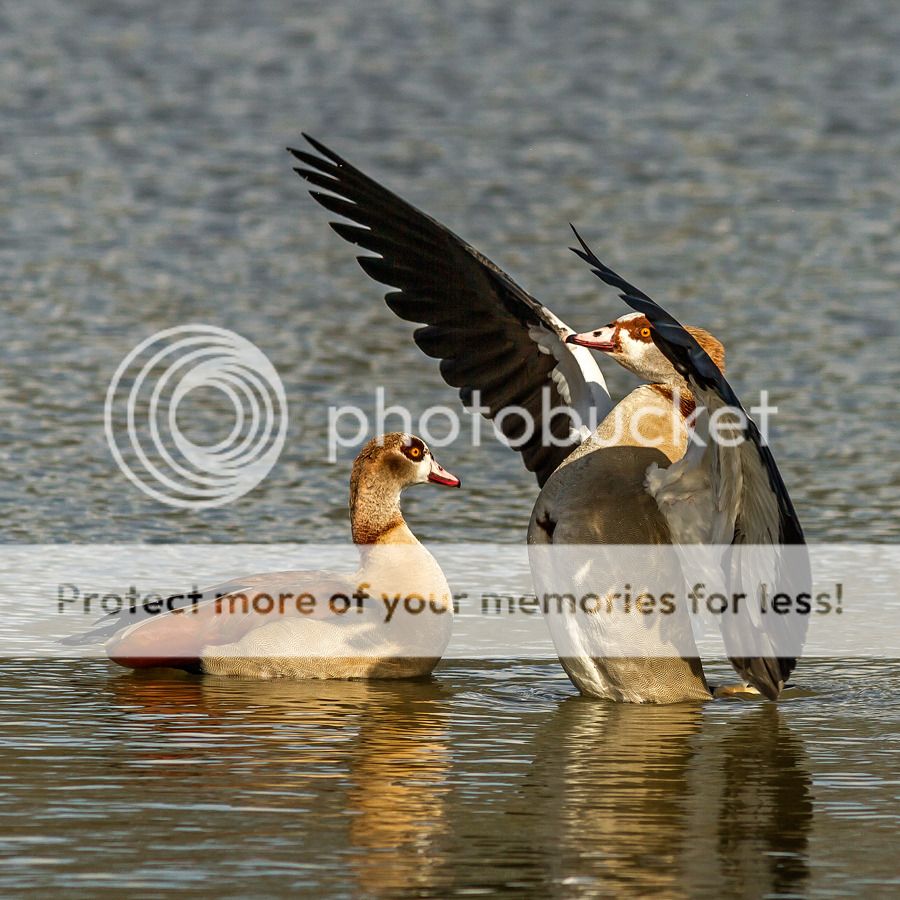 Fotografie