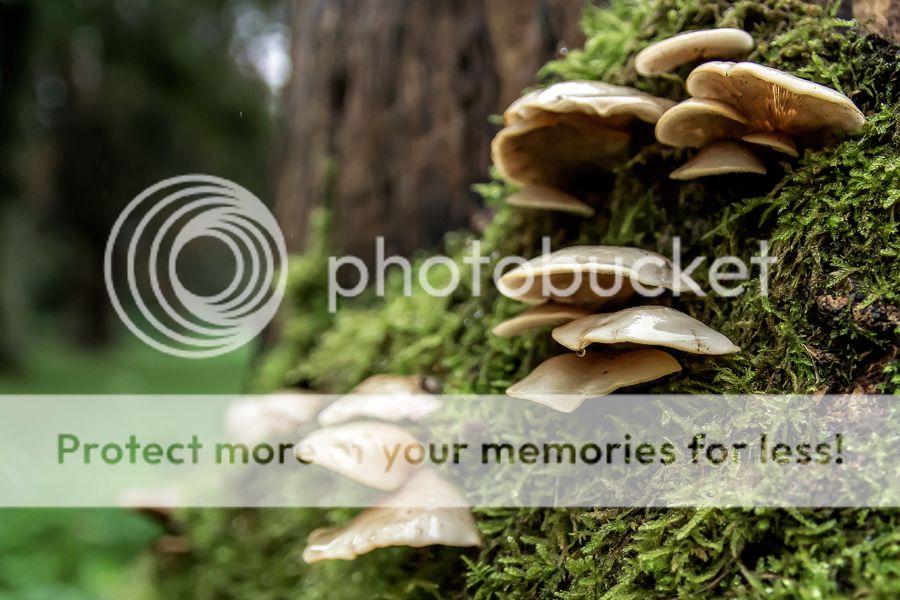 Fotografie