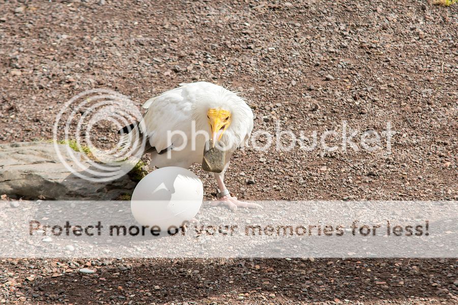 Fotografie